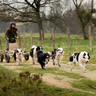 Excursion en chien de traîneaux par Wood'Cie Ranch Canin