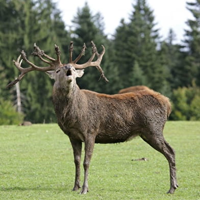 Le Brame du Cerf