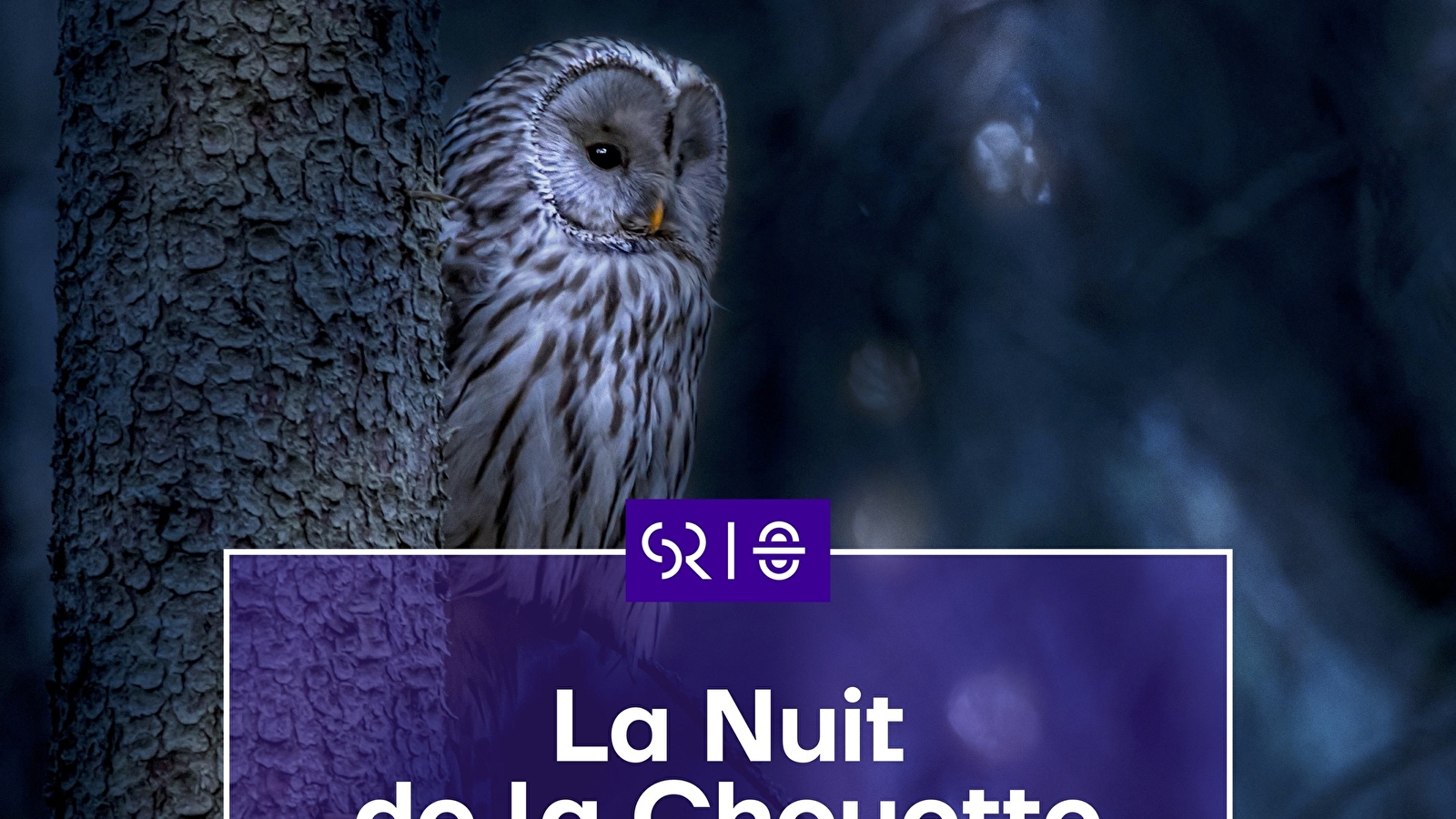 La Nuit de la Chouette