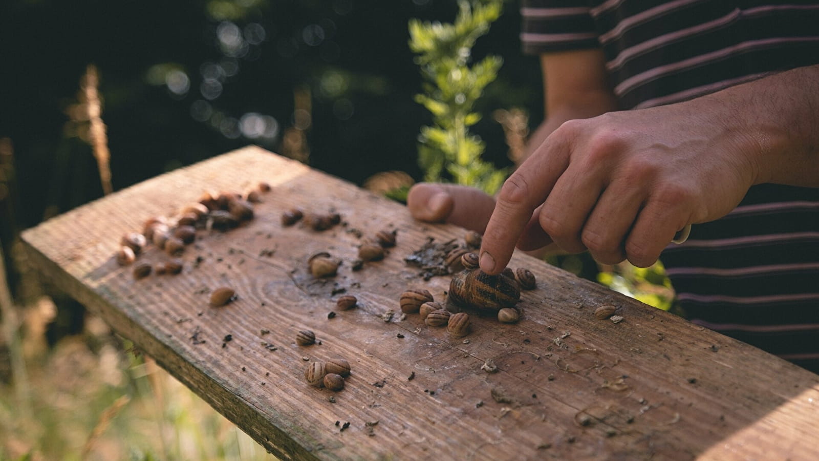 Visite de l'élevage d'escargots de la Coque d'Or 