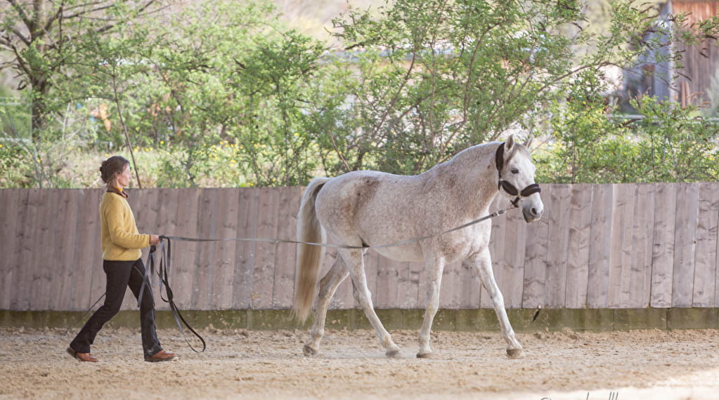 VOYAGE AU PAYS DU CHEVAL