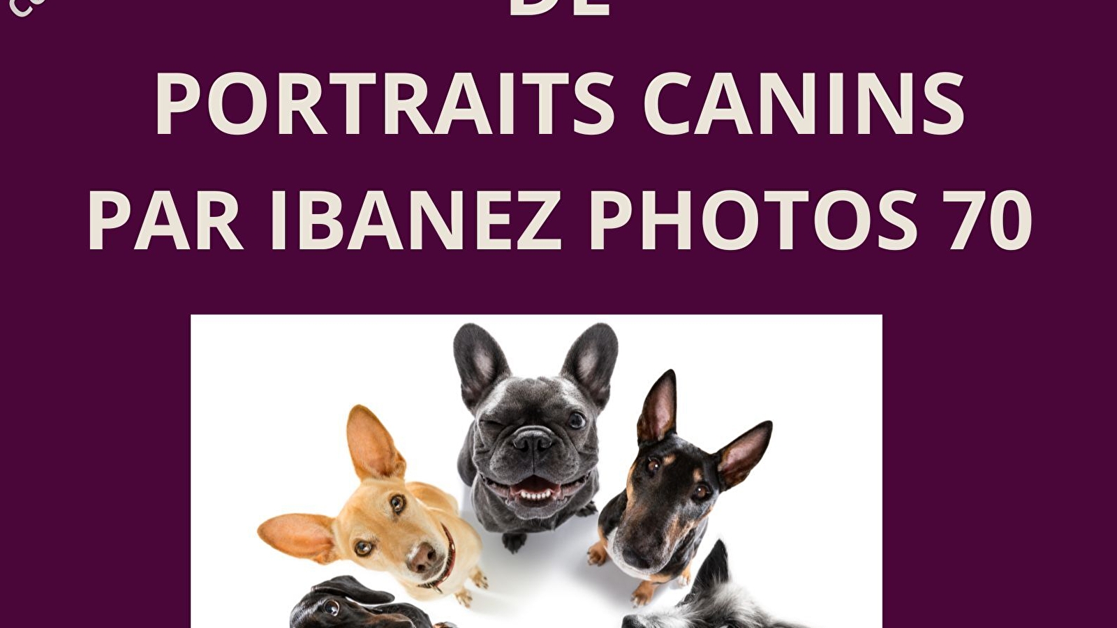 Exposition de portraits canins