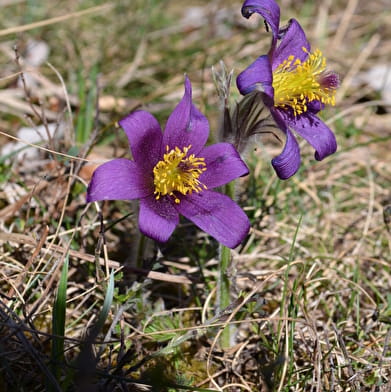 Randonnée : Les fleurs de printemps _ENS2024  'sur réservation'