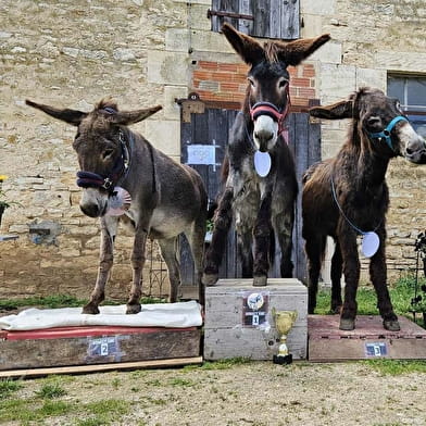 Les Olympi’ Ânes du Fantastic Picnic de Saint Germain le Rocheux