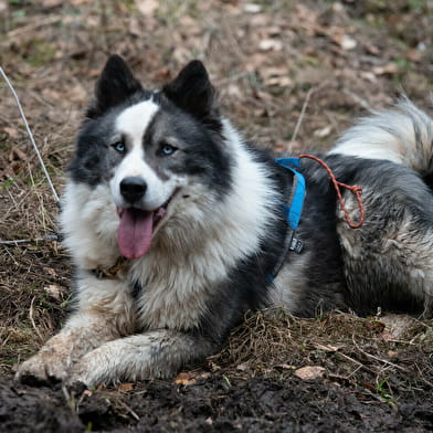 La vallée des laïkas -  Kart, Cani-Trottinette et cani-rando