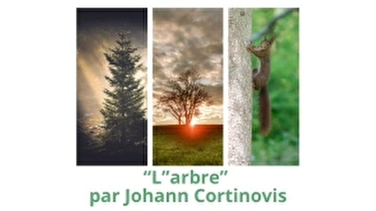 Exposition photo “L’Arbre”