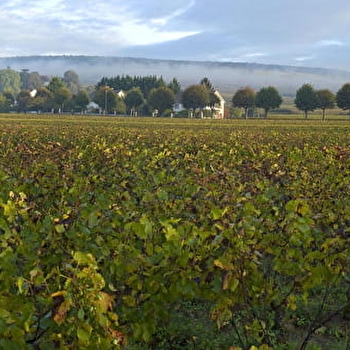 Tour de la butte de Corton - PERNAND-VERGELESSES