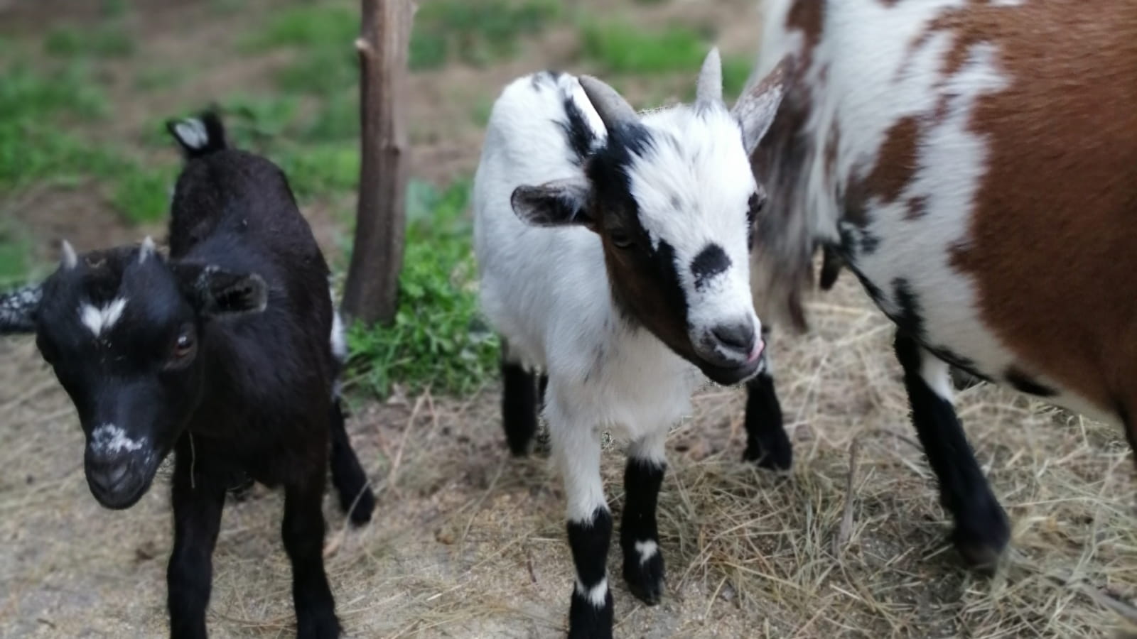 La guiguitte en folie, parc animalier et de loisirs