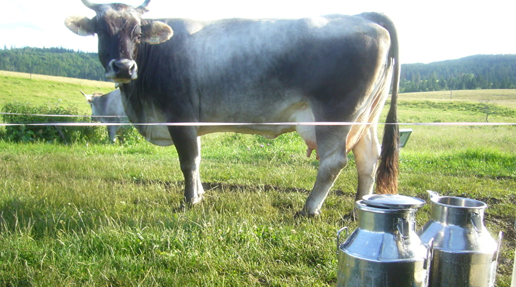 Vente à la ferme