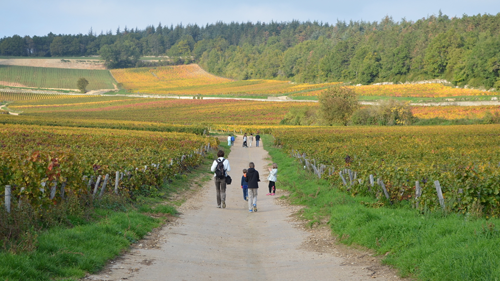 Randonnée pédestre au coeur des célèbres vignobles en Bourgogne