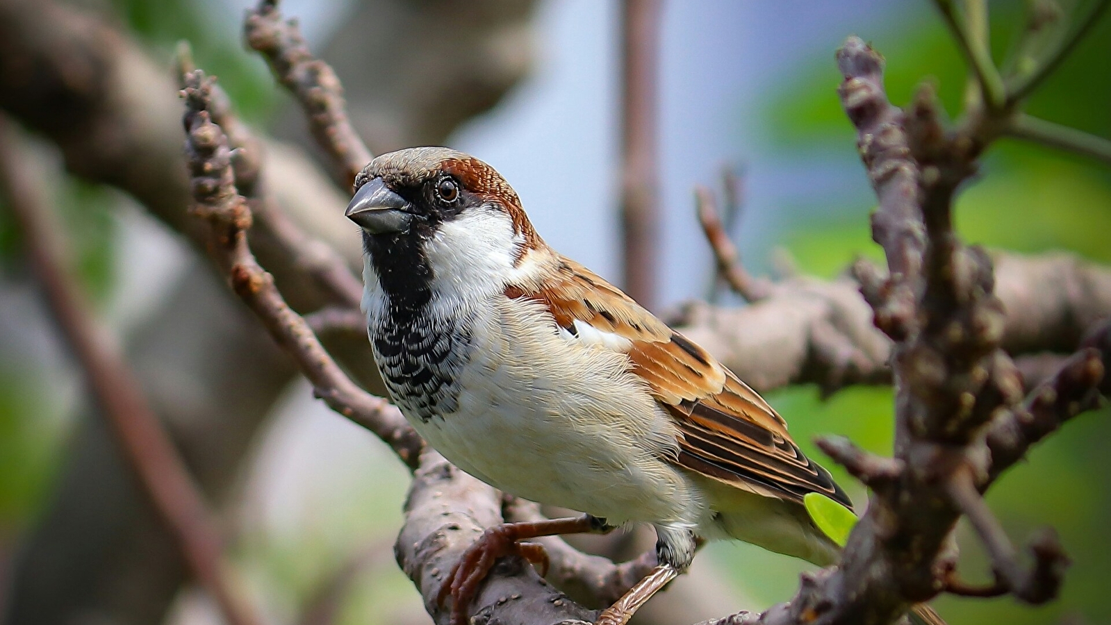 Pourquoi les oiseaux chantent-ils si tôt ?