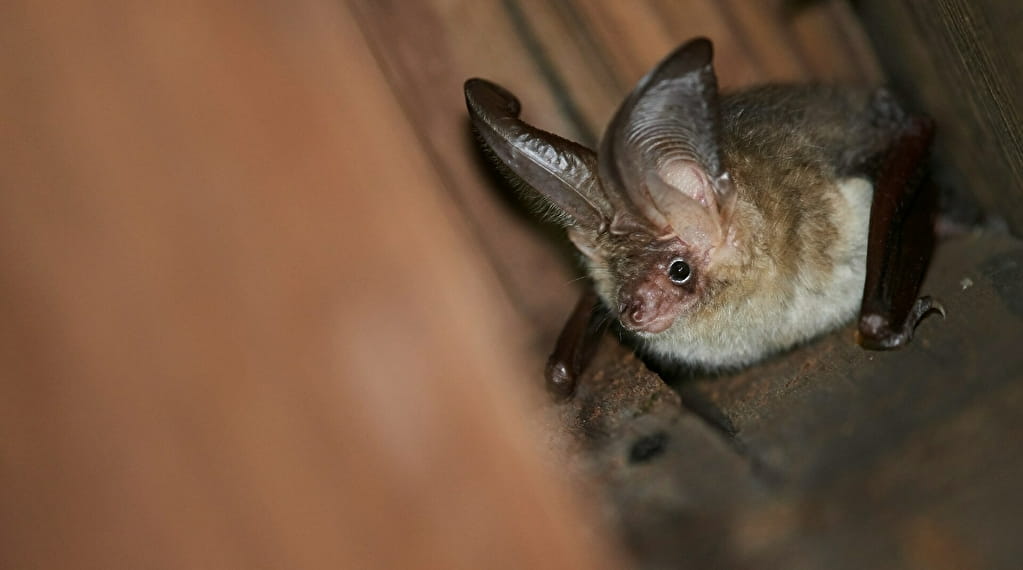 Patrimoine bâti et biodiversité