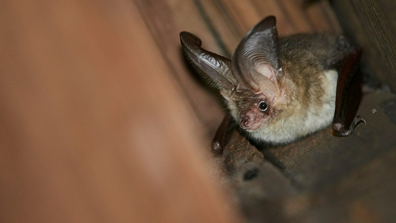 Patrimoine bâti et biodiversité