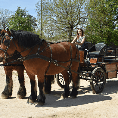 Promenades en calèche à Semur-en-Auxois