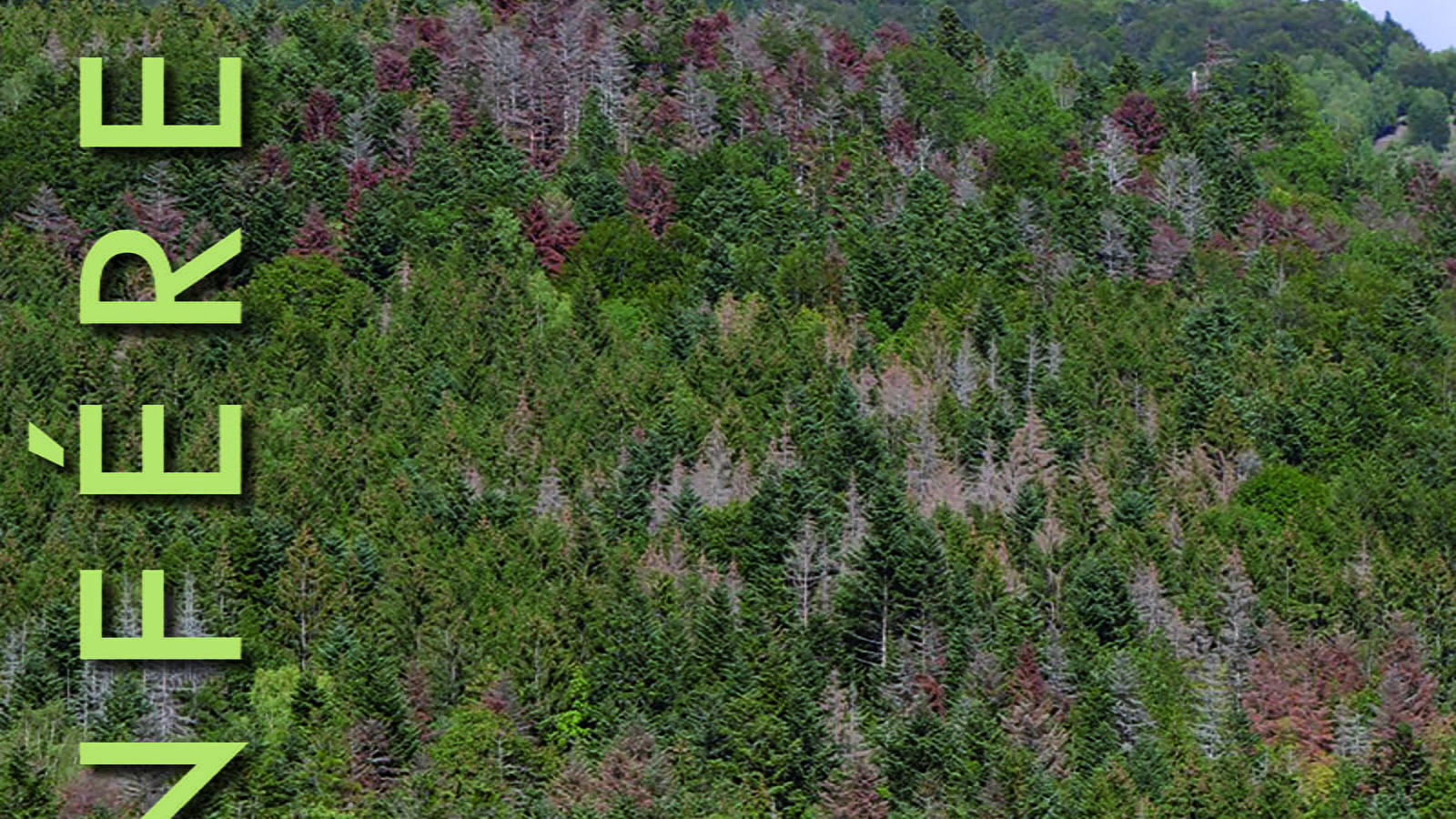 Conférence - Les forêts du Jura et le climat