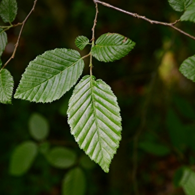 Randonnée : quel est donc cet arbre ? _ENS2024  'sur réservation'