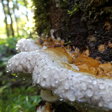 Sortie champignons _ENS2025  'sur réservation'