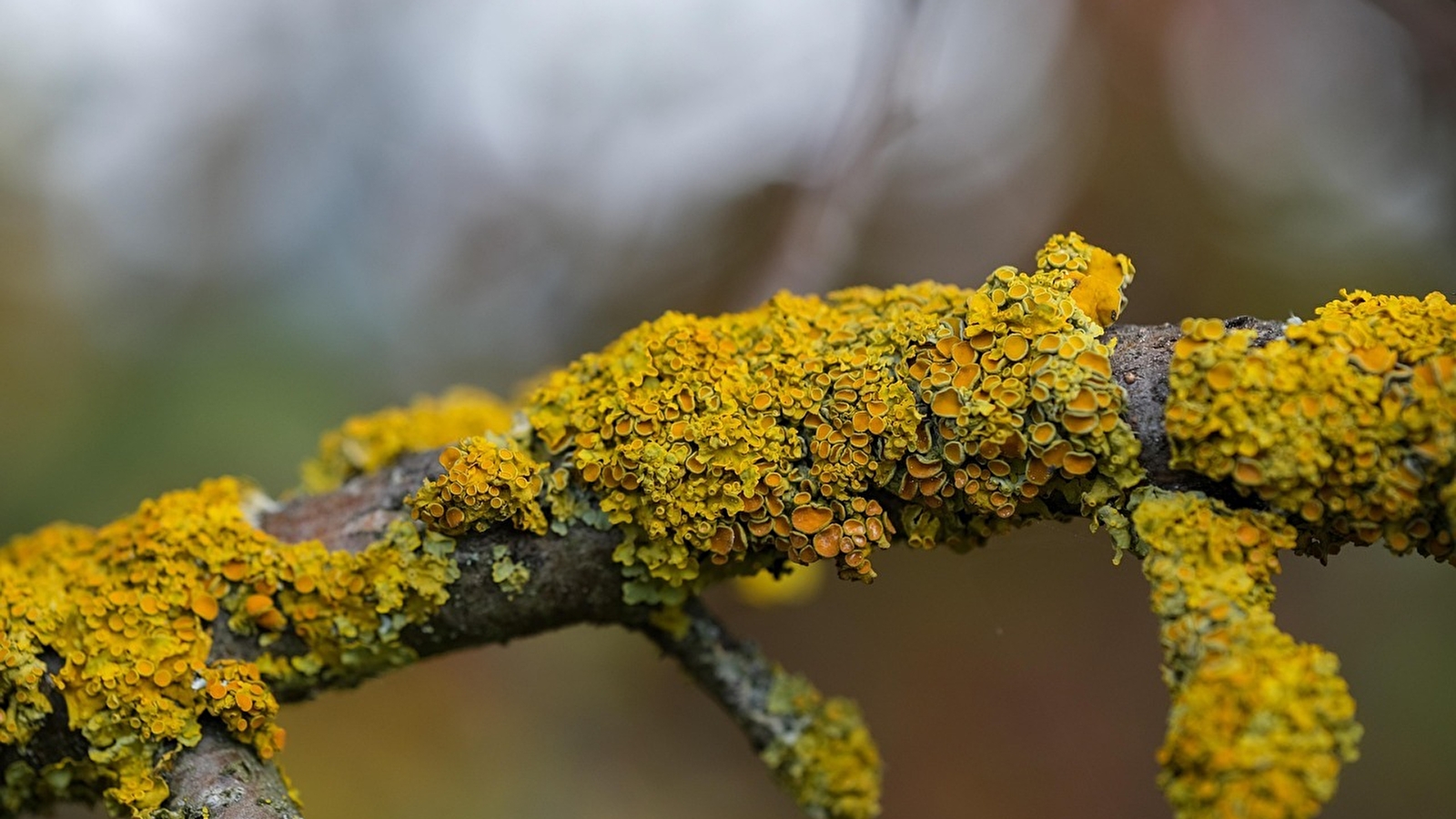 Etonnants lichens