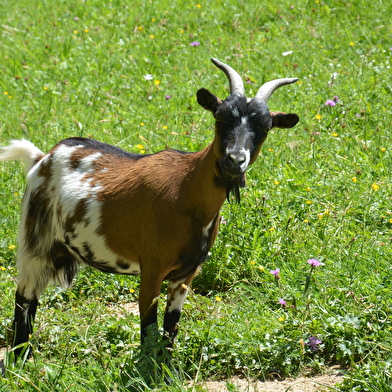 La guiguitte en folie, parc animalier et de loisirs