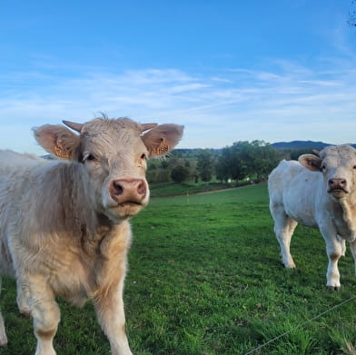 Un Jour Un Producteur : Comptoir du Charollais