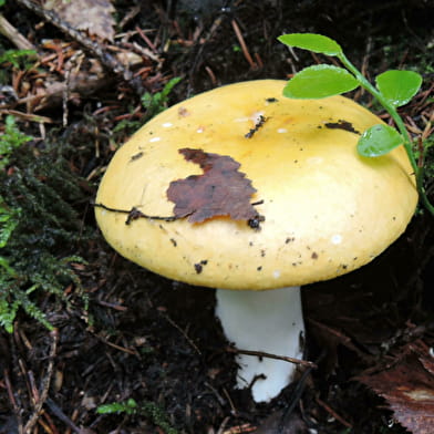 Atelier de détermination de champignons