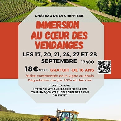 Immersion au cœur des vendanges