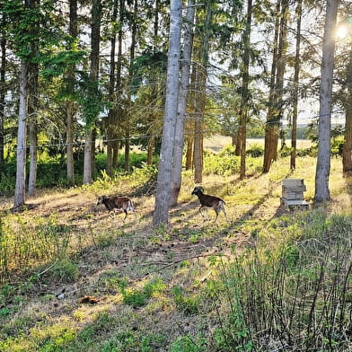 Gîte L'Etang des Soays