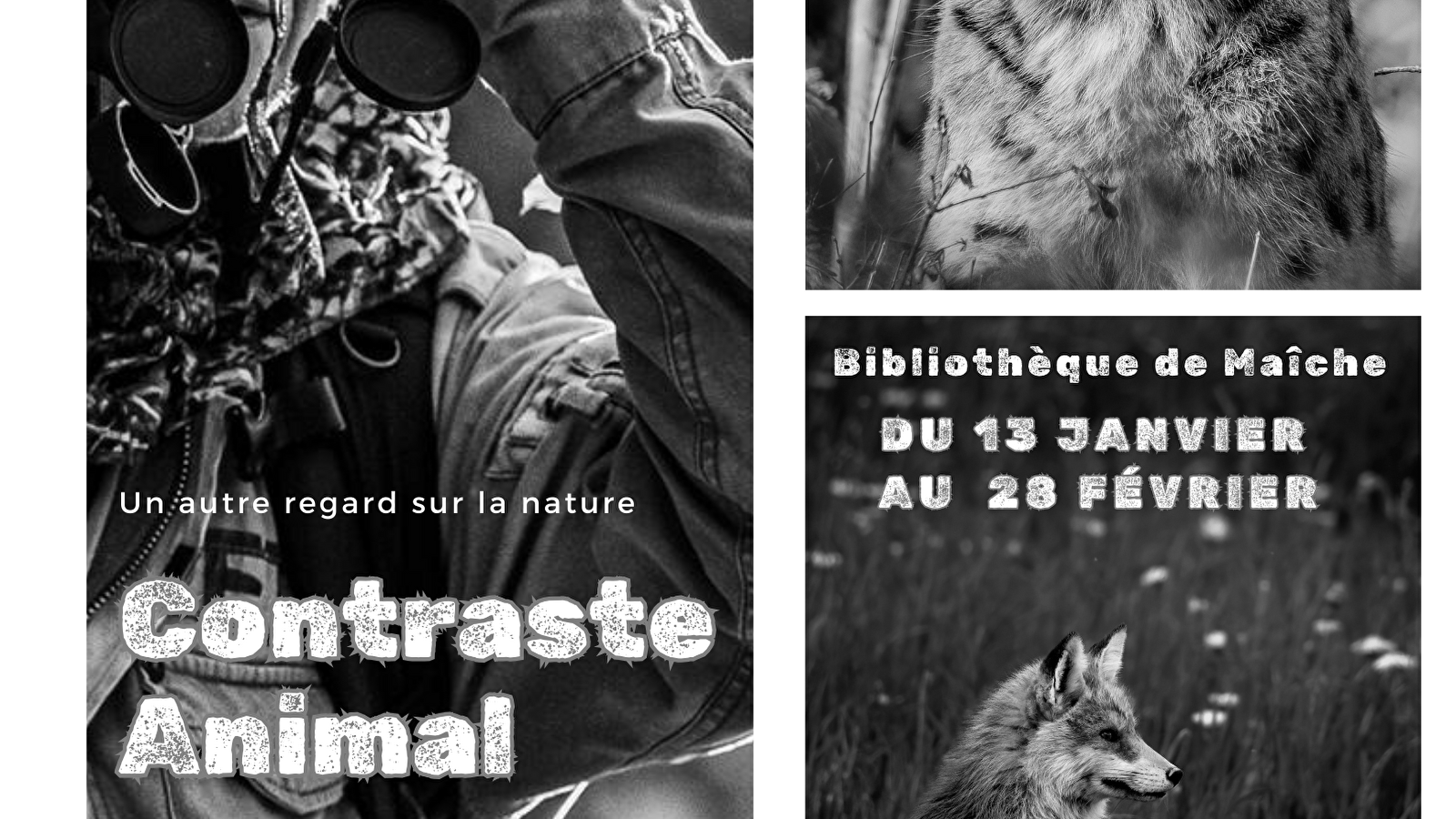 Exposition "Contraste animal - un autre regard sur la nature" Du 14 janv au 28 fév 2025