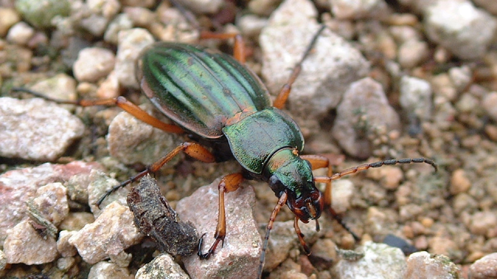 Escapades nature : petites bêtes des sols