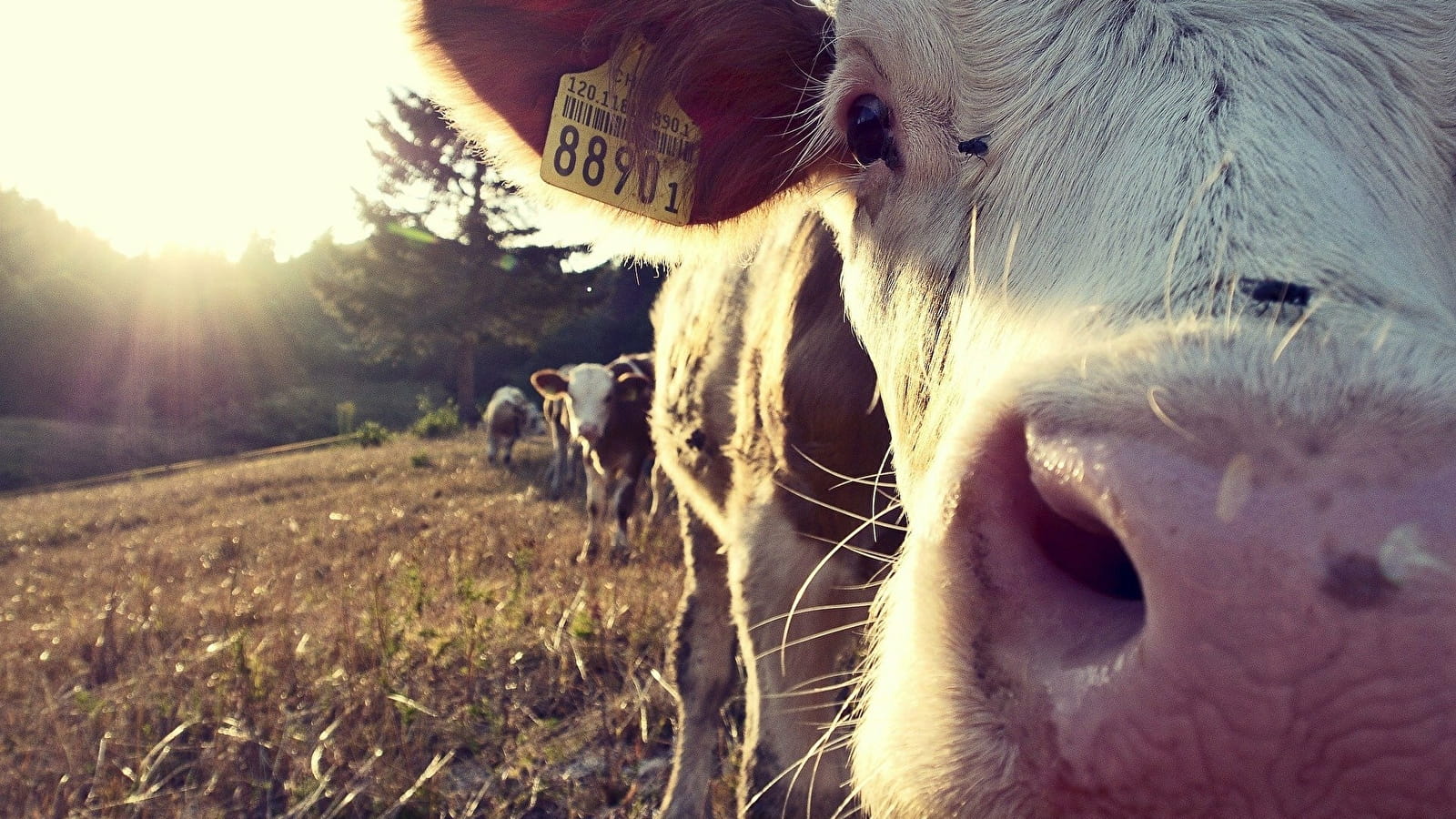 Visite de ferme