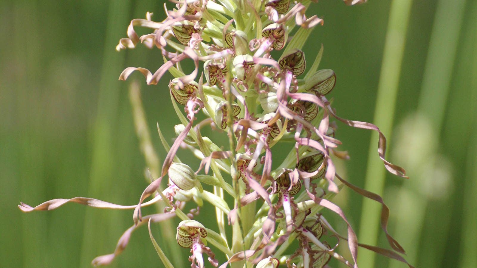 Sortie Nature : Sauvages orchidées Samedi 24 mai 2025