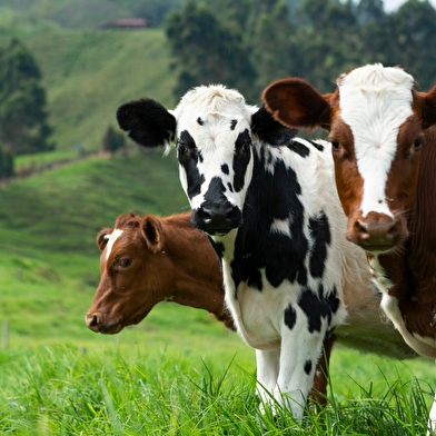 De ferme en ferme... à Grozon