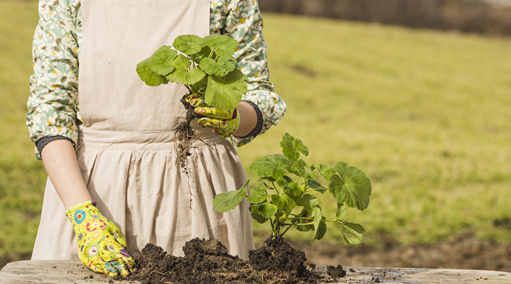 Exposition : mission potager Du 5 au 16 nov 2024