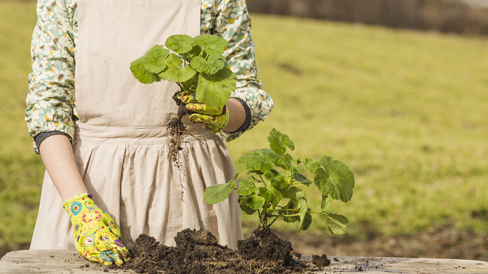 Exposition : mission potager