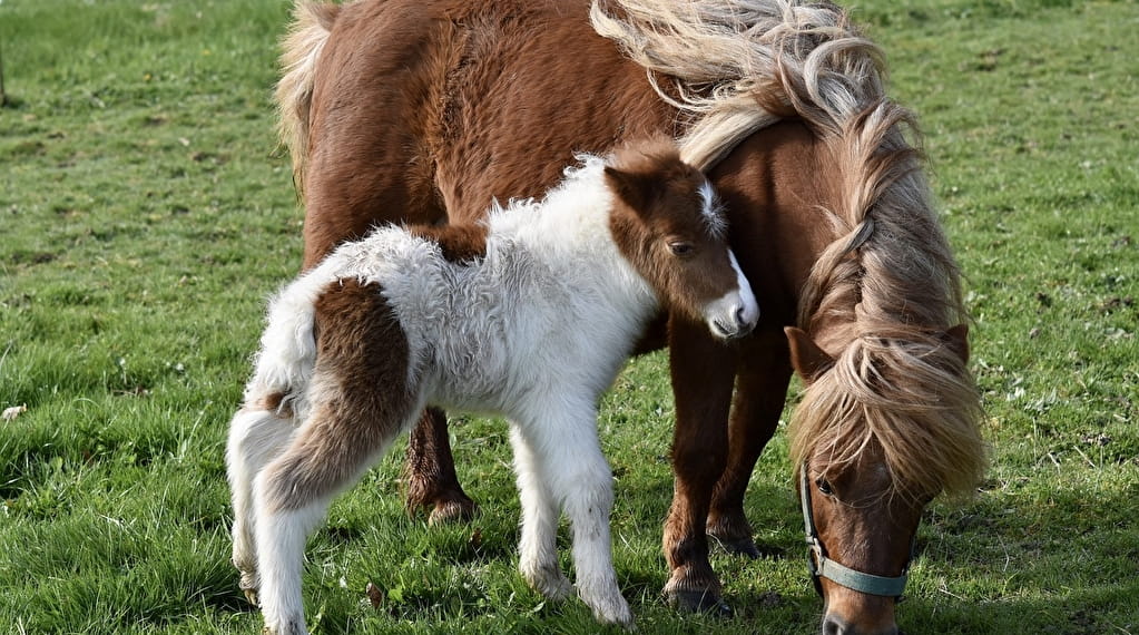 Stage de poney à la semaine Du 23/10/2024 au 30/6/2025