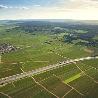 Soirée thématique : Vignes et Vins