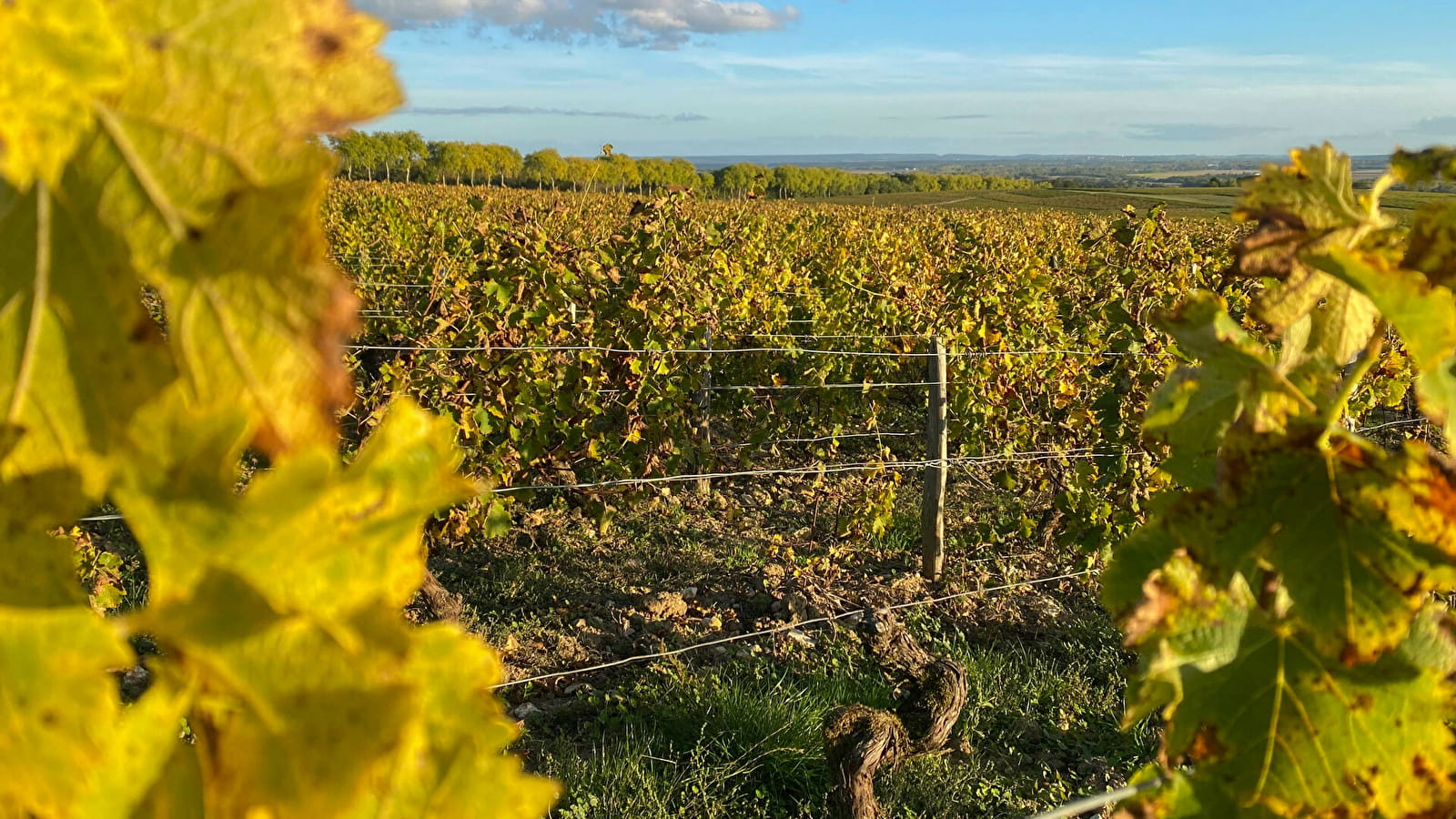 Course Pouilly Sancerre