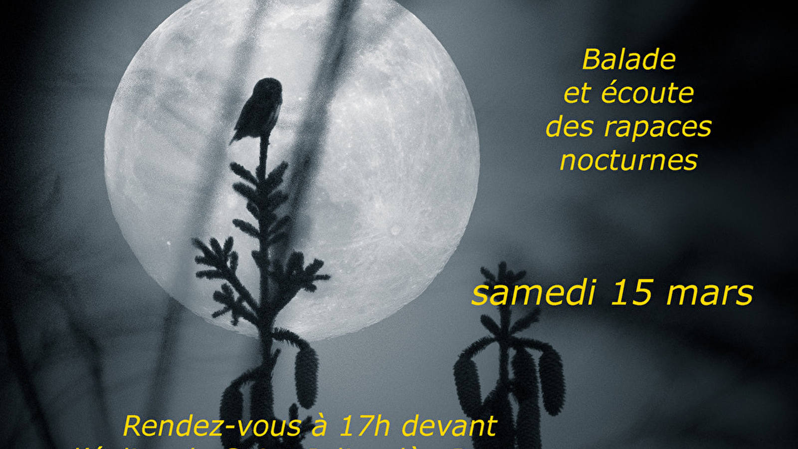 Balade et écoute des rapaces nocturnes 