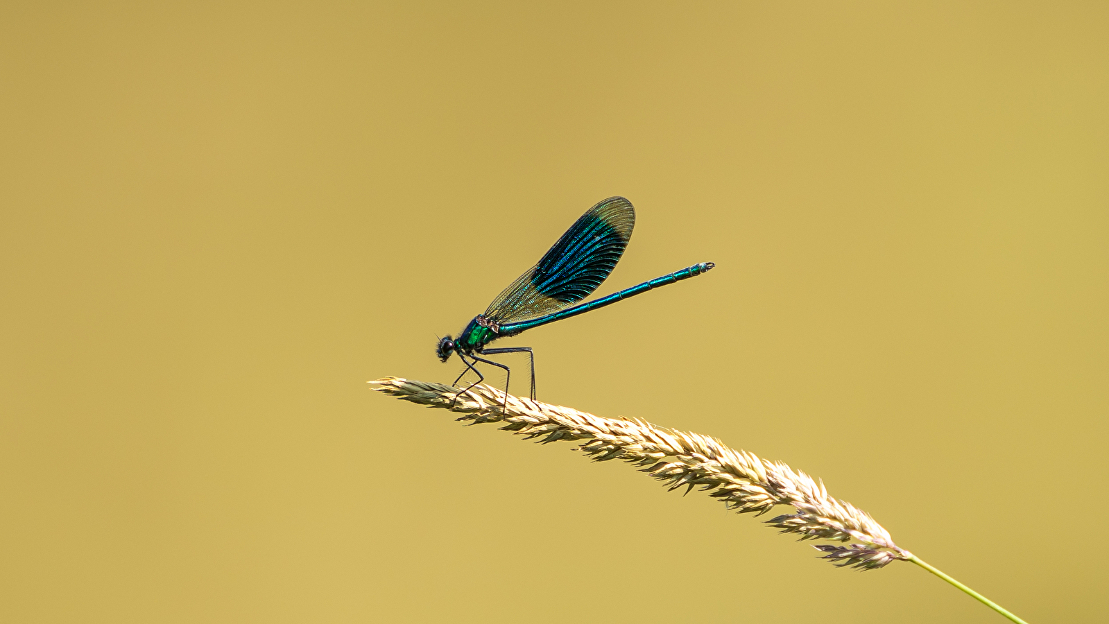 Safari des petites bêtes