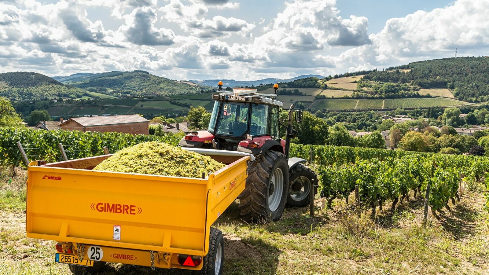 Immersion au cœur des vendanges