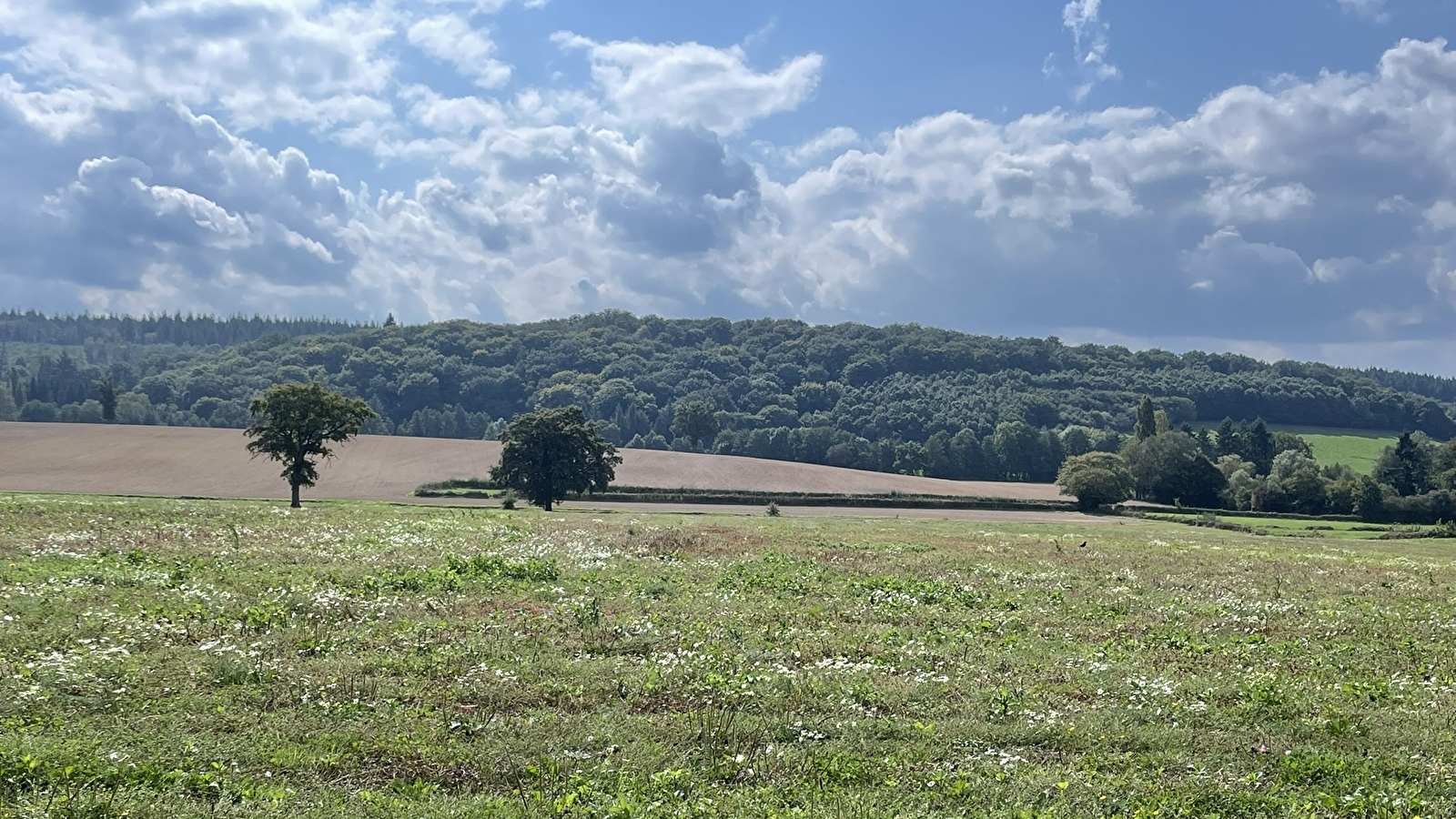 Au loin, les forêts