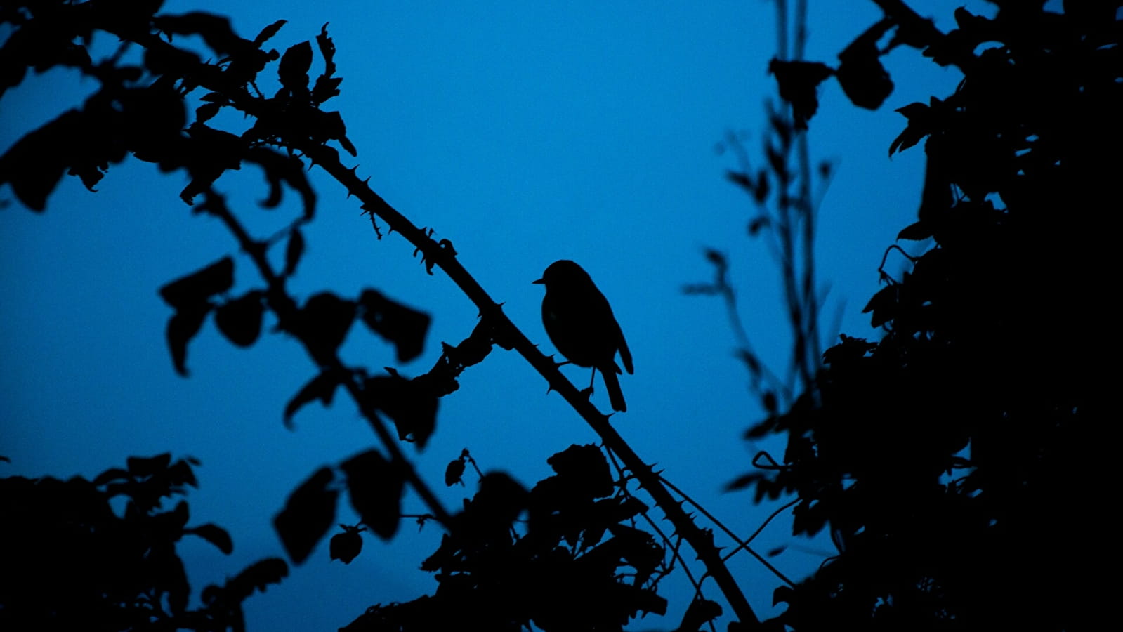 Sortie 'La nature, la nuit'