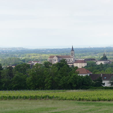 La VélOeno71 : dans les sillages du joyeux Gamay