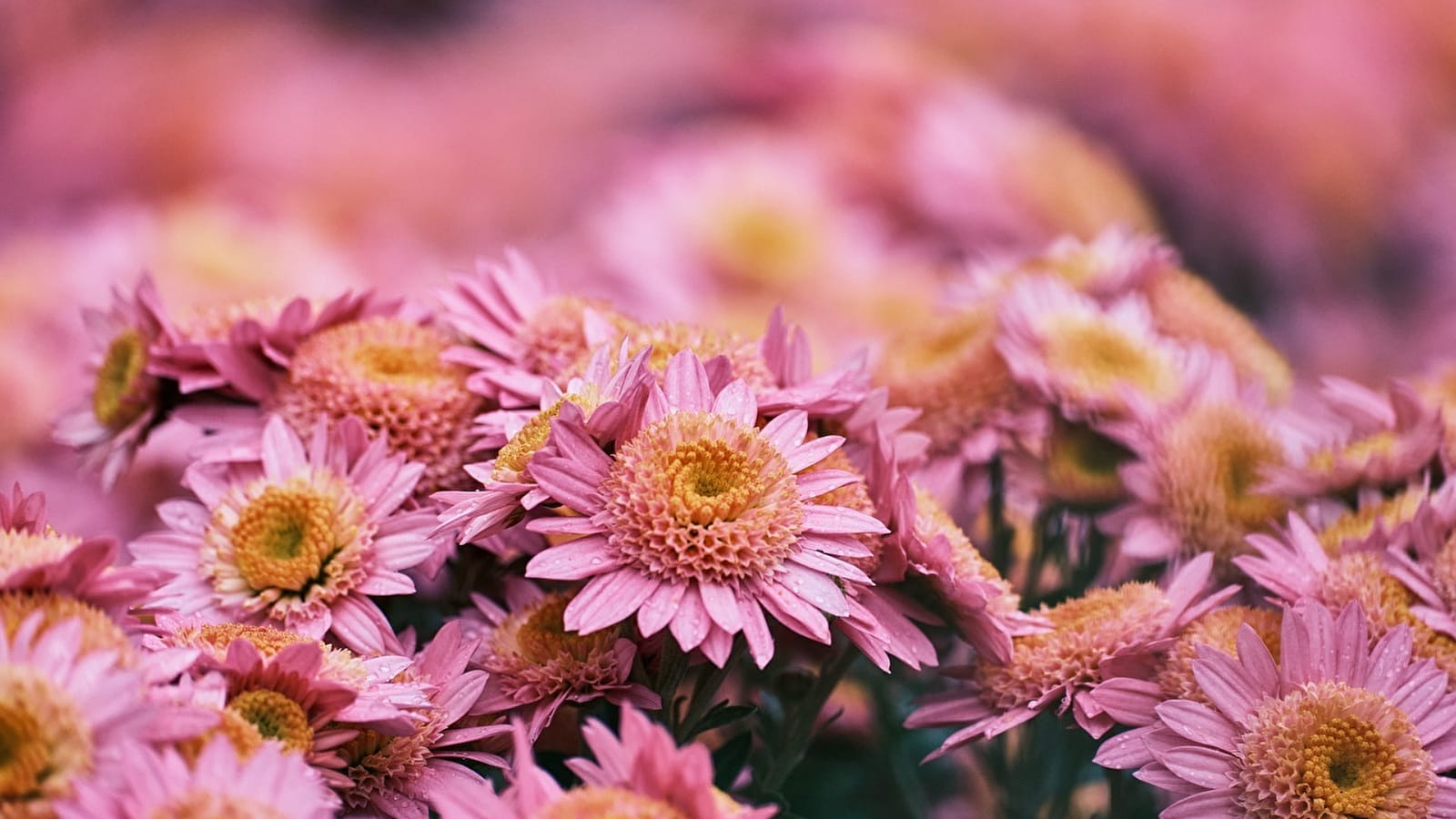 Marché aux chrysanthèmes