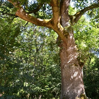 Randonnée : quel est donc cet arbre ? _ENS2024  'sur réservation'