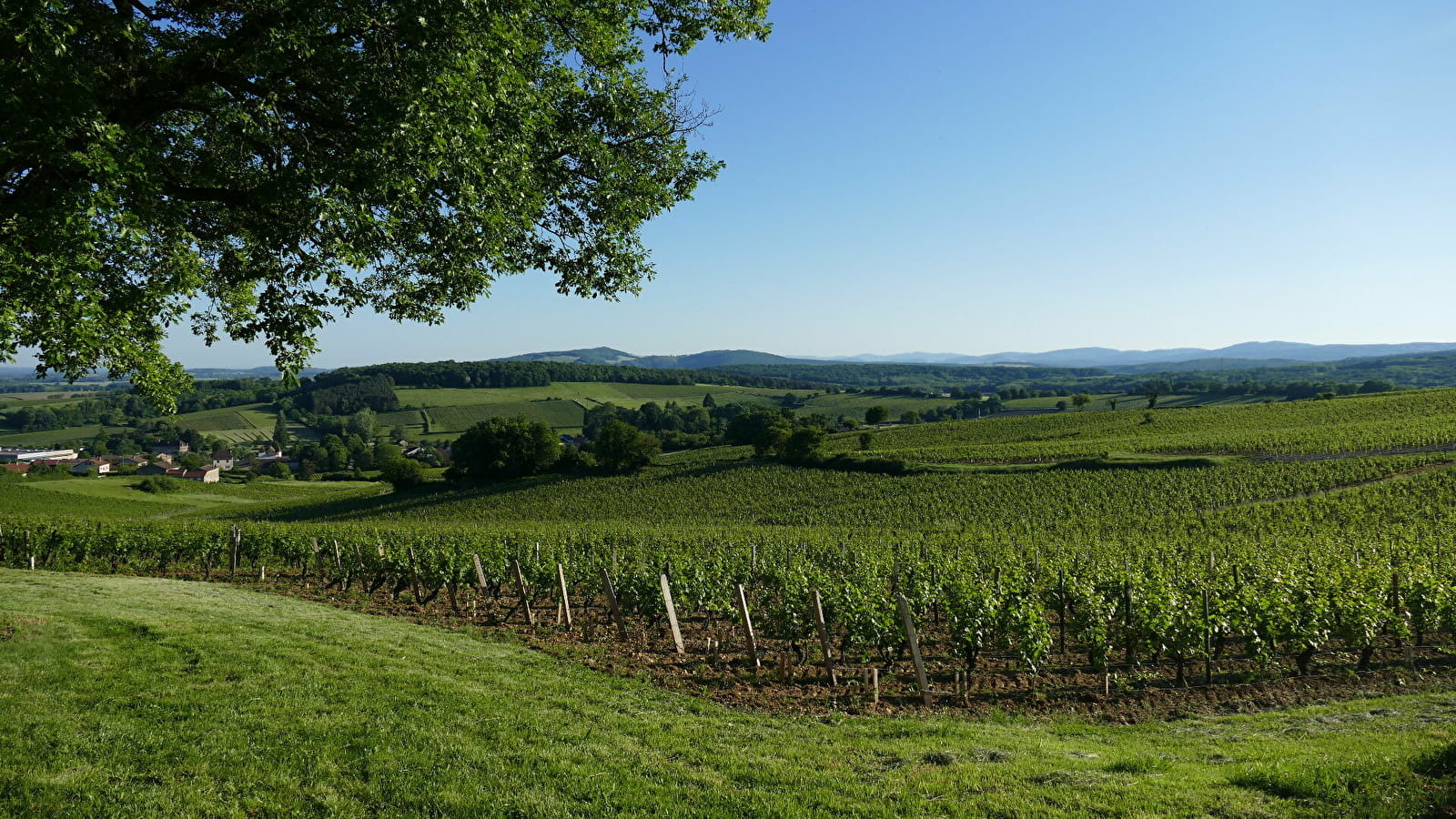 La VélOeno71 : sur les traces de l'emblématique Chardonnay