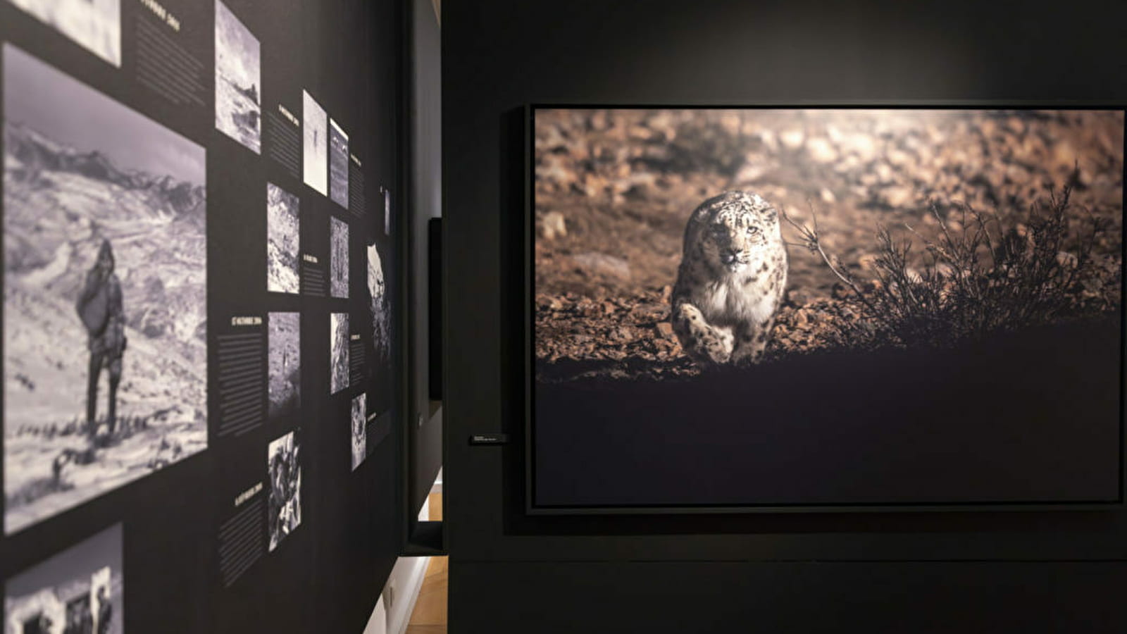 Les activités « à l’affût – photographie de Vincent Munier »