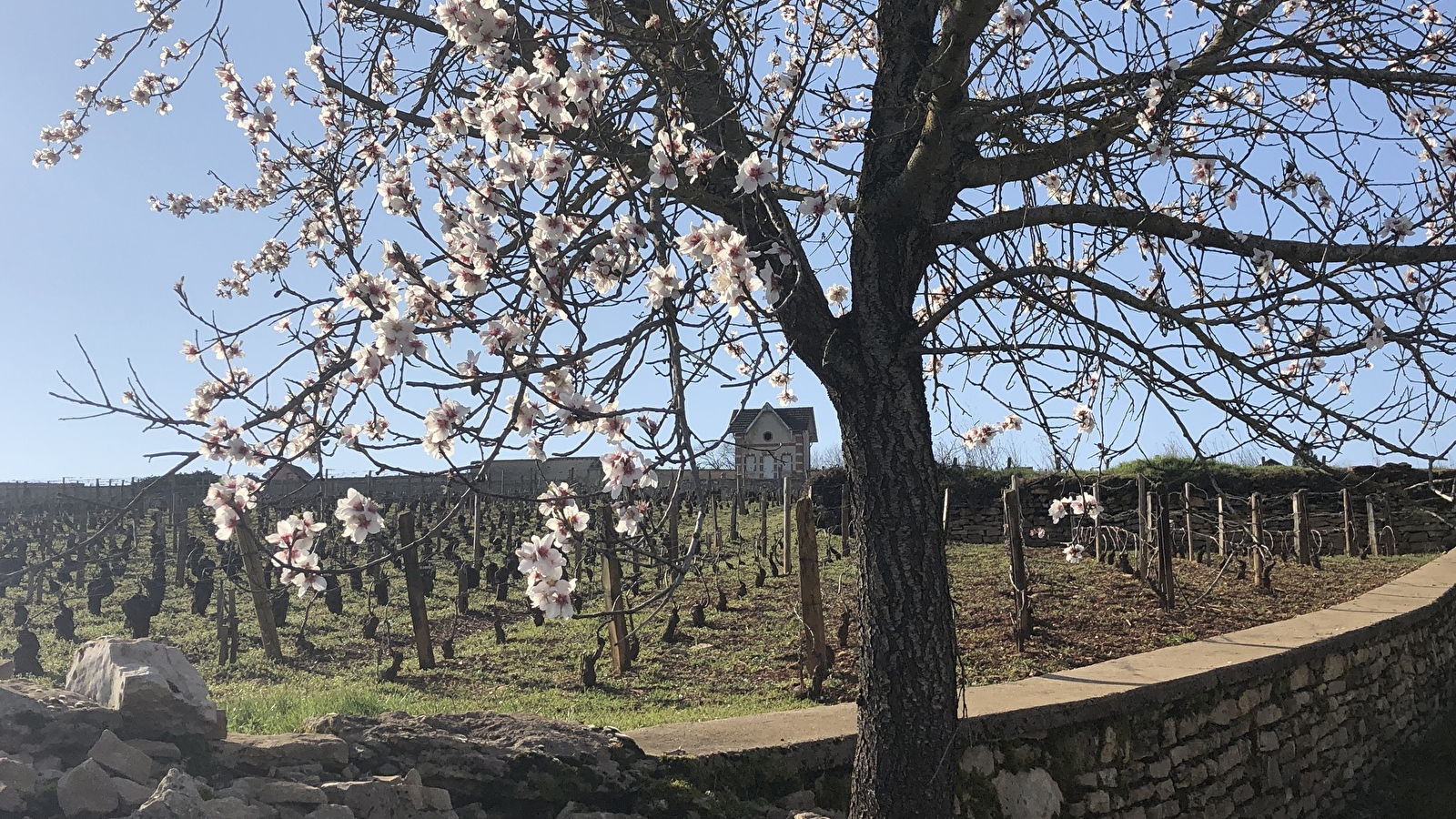 Balade viticole Meursault - le secret de l'amandier en fleur