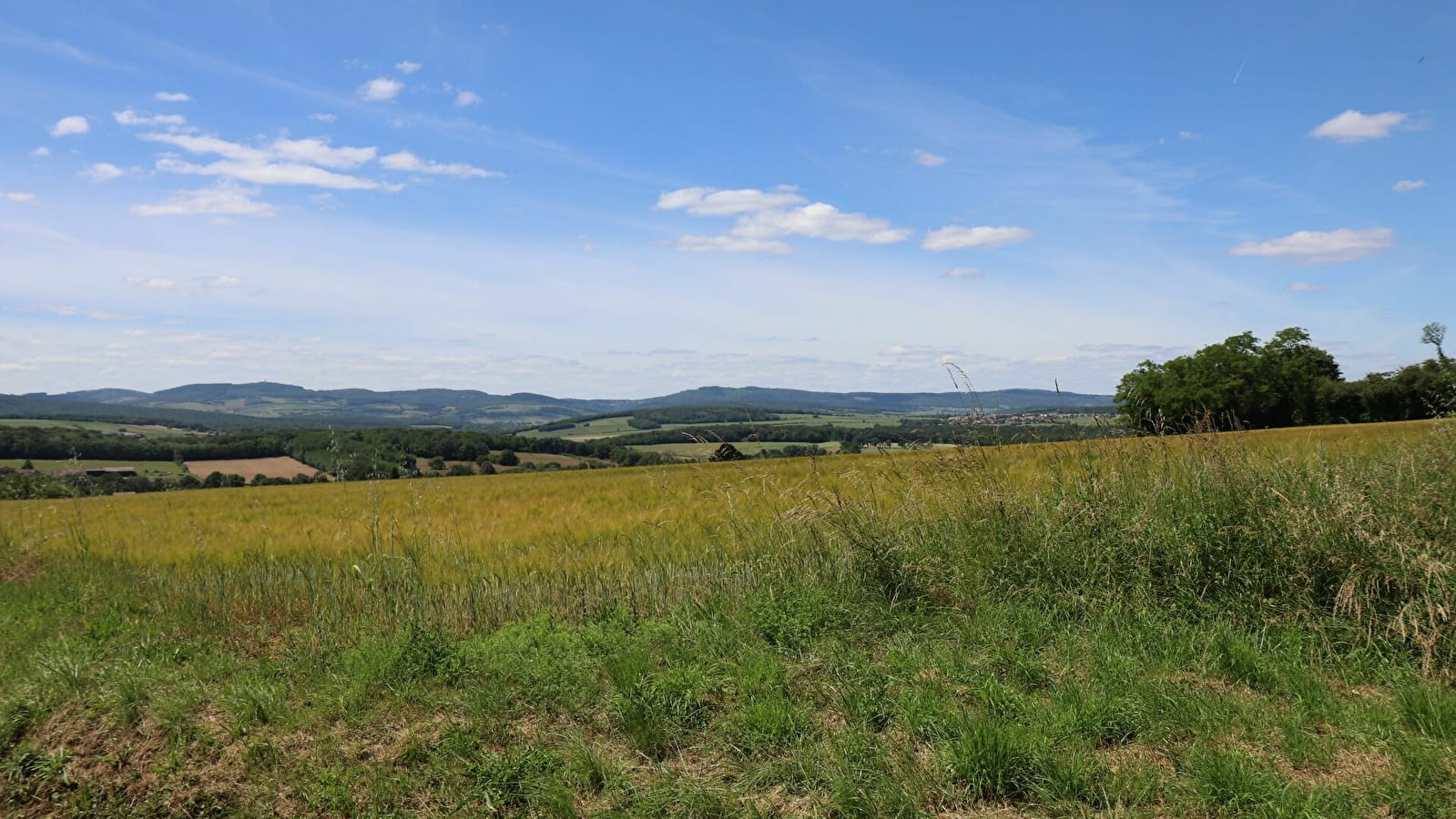 Les bois de Charbonnières