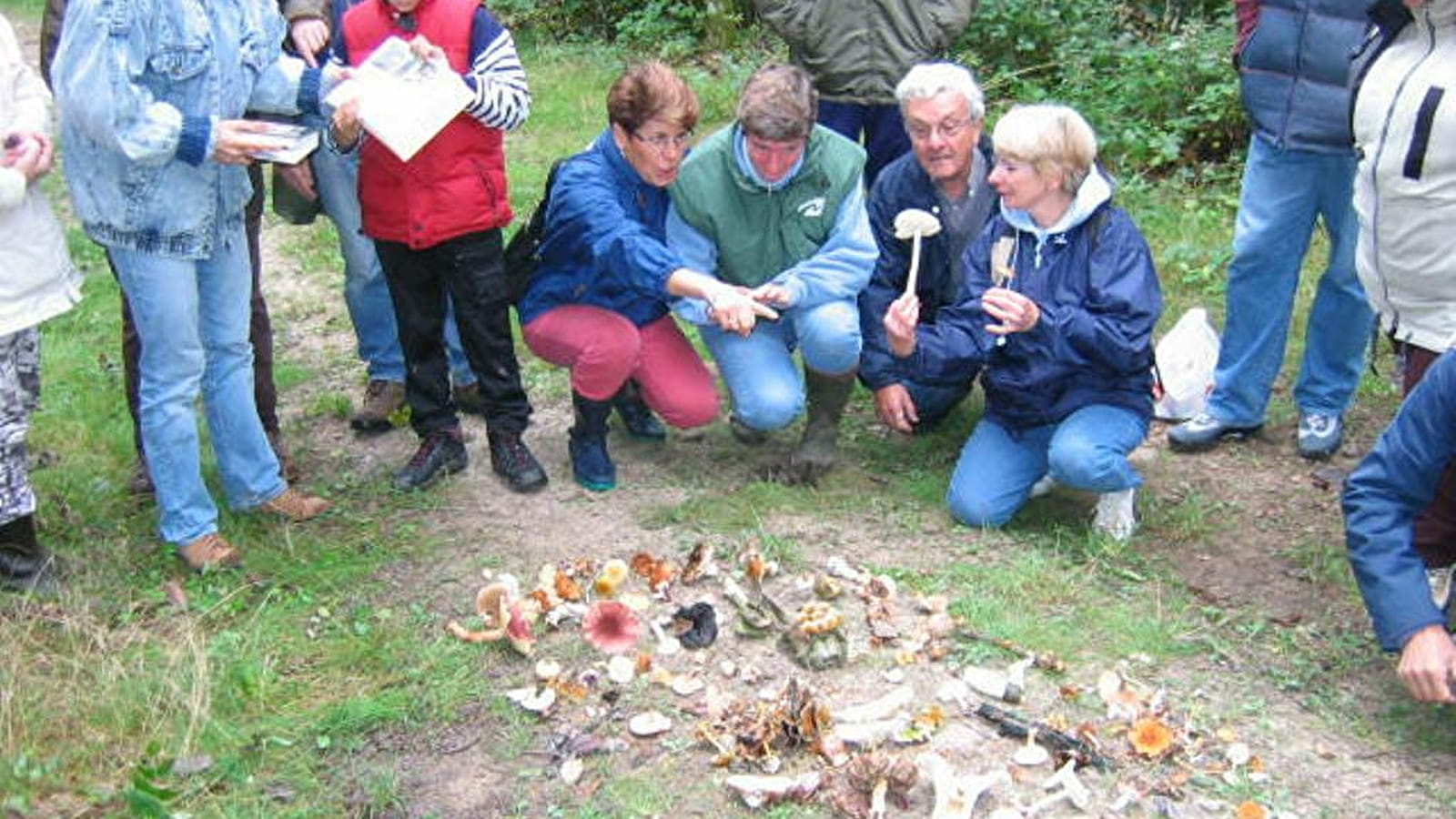 Sortie nature : Les champignons de nos forêts